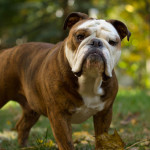 English-Bulldog