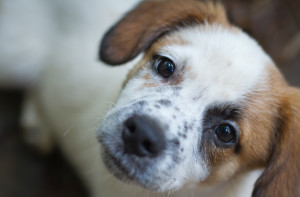 terrier mutt