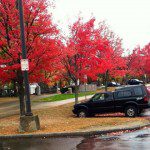 Somerville trees in autumn