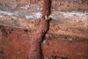 termites above ground