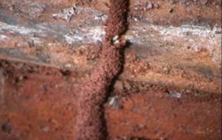 termites above ground