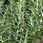 rosemary sprigs