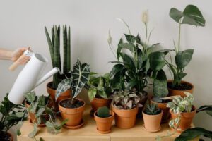 indoor plants